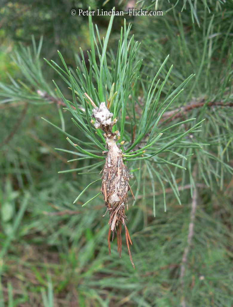 Bagworms