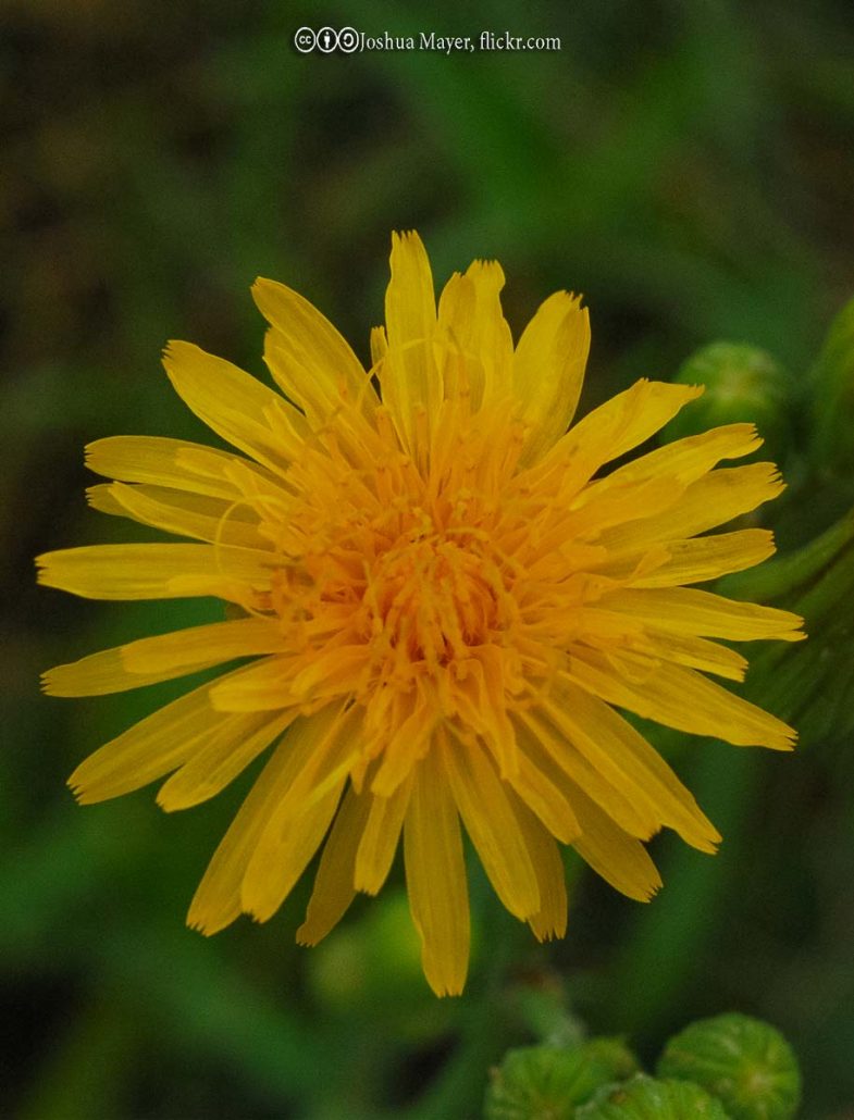 Dandelion, False