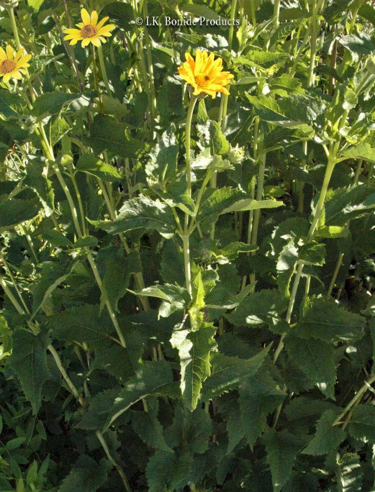 Sunflower, False