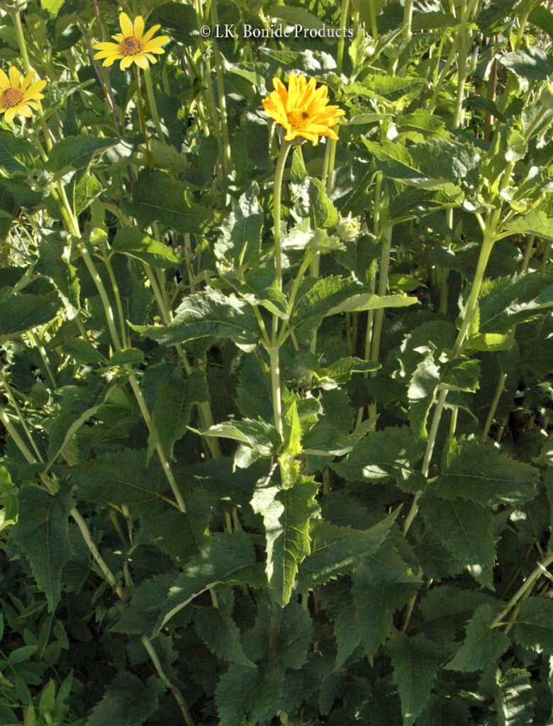 Sunflower, False
