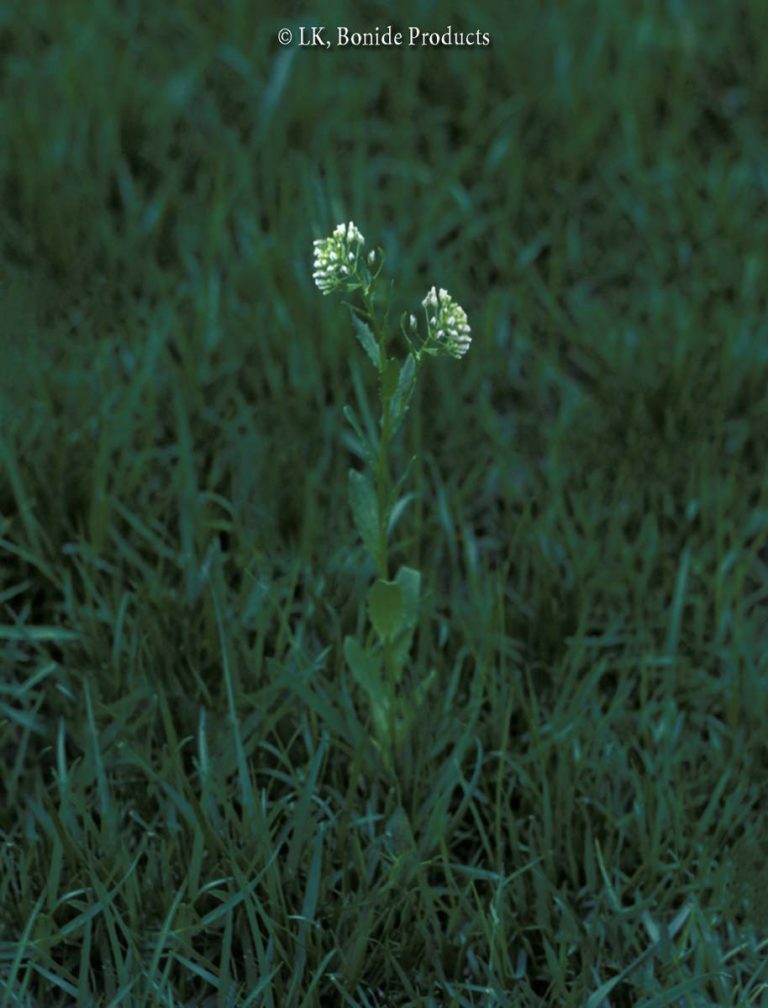 Pennycress