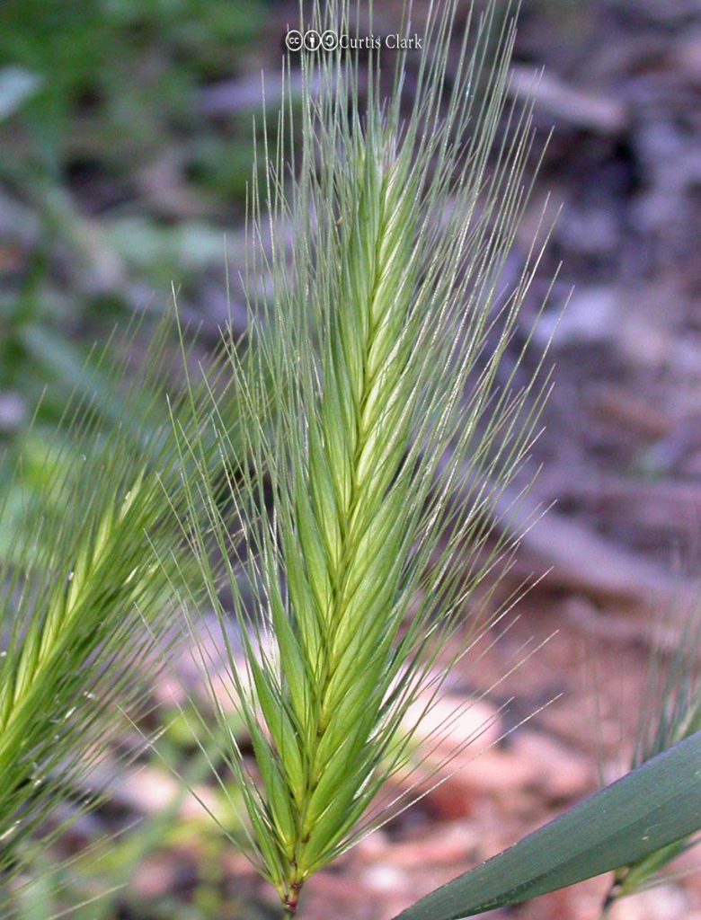 Foxtail