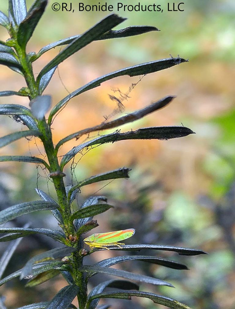 Leafhoppers