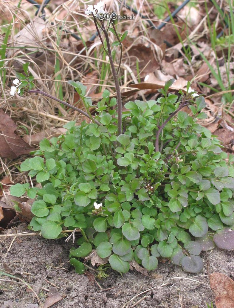 Hairy Bittercress
