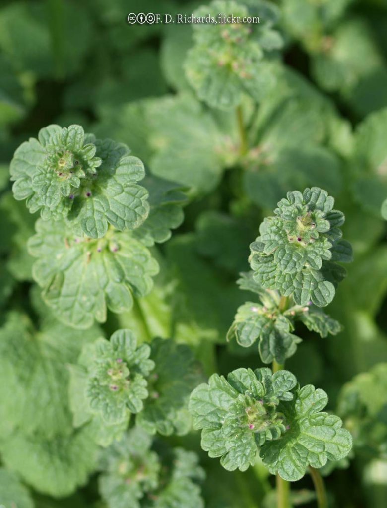 Henbit