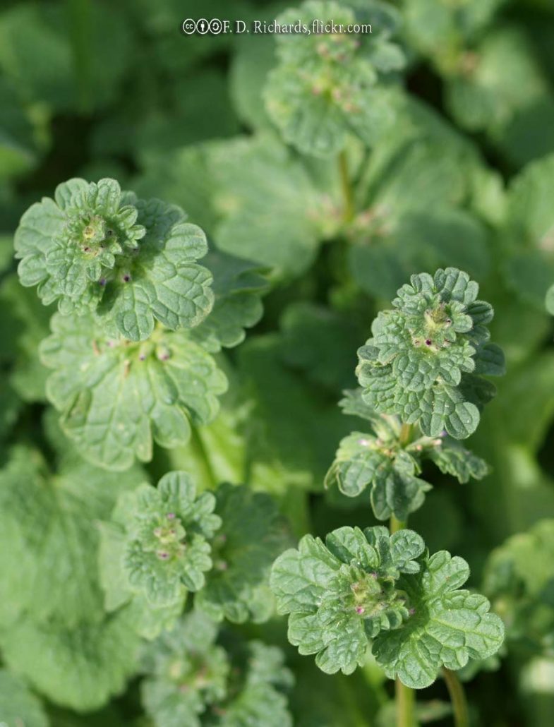 Henbit