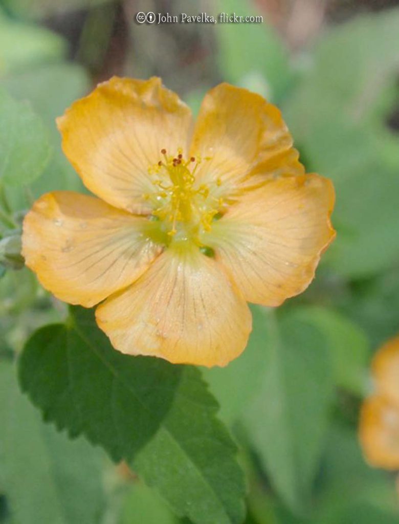 Mallow, Indian