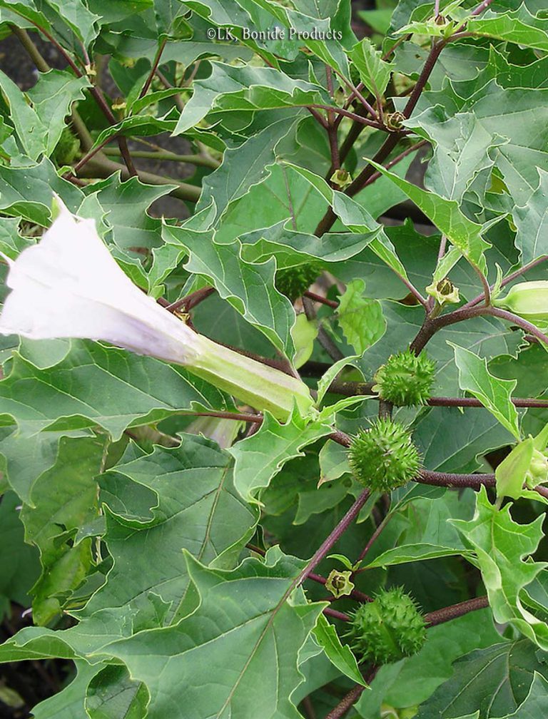 Jimsonweed