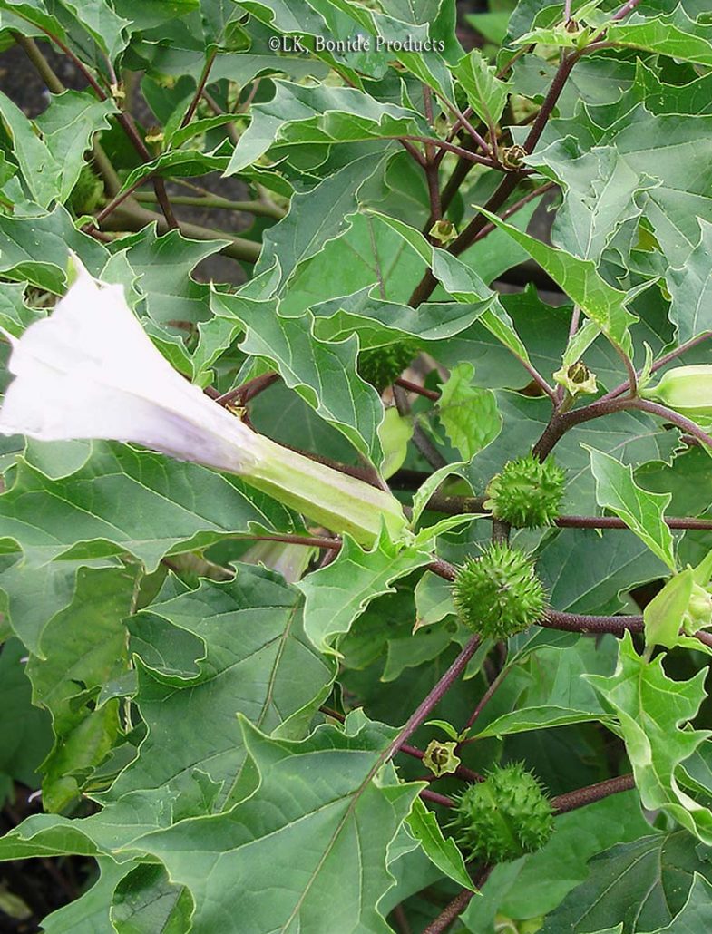 Jimsonweed Bonide