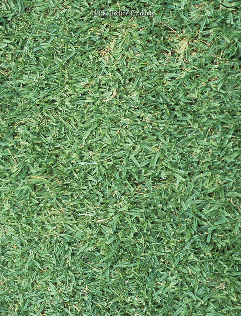 Kikuyugrass