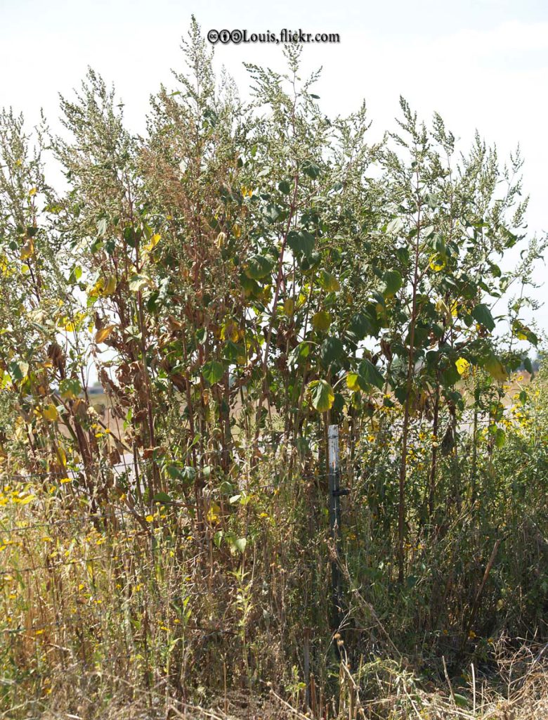 Marsh Elder