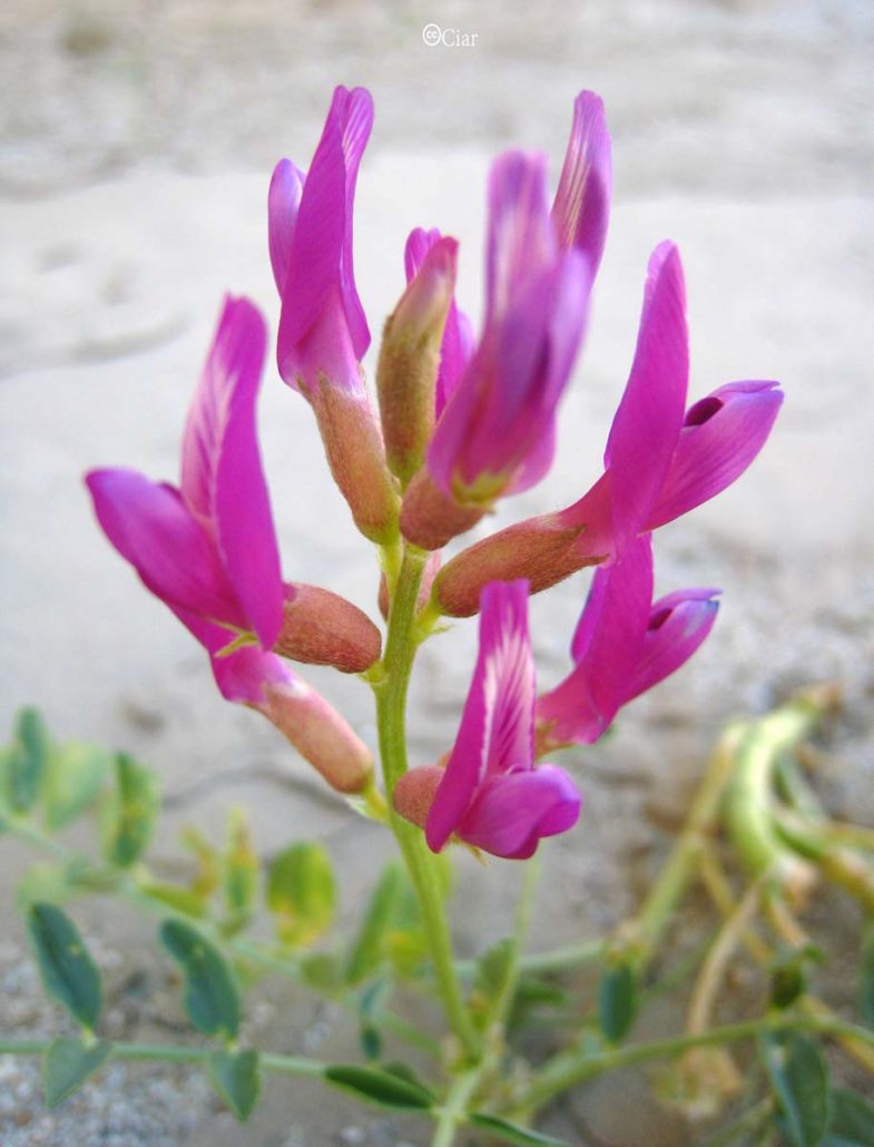 Vetch, Milk