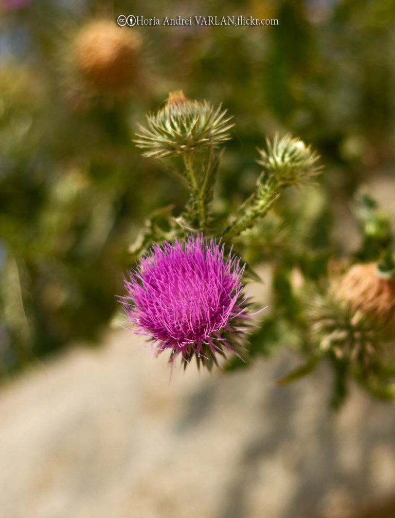 Thistle, Musk