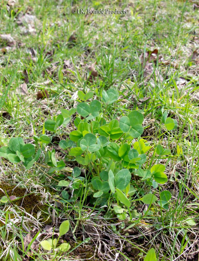 Oxalis