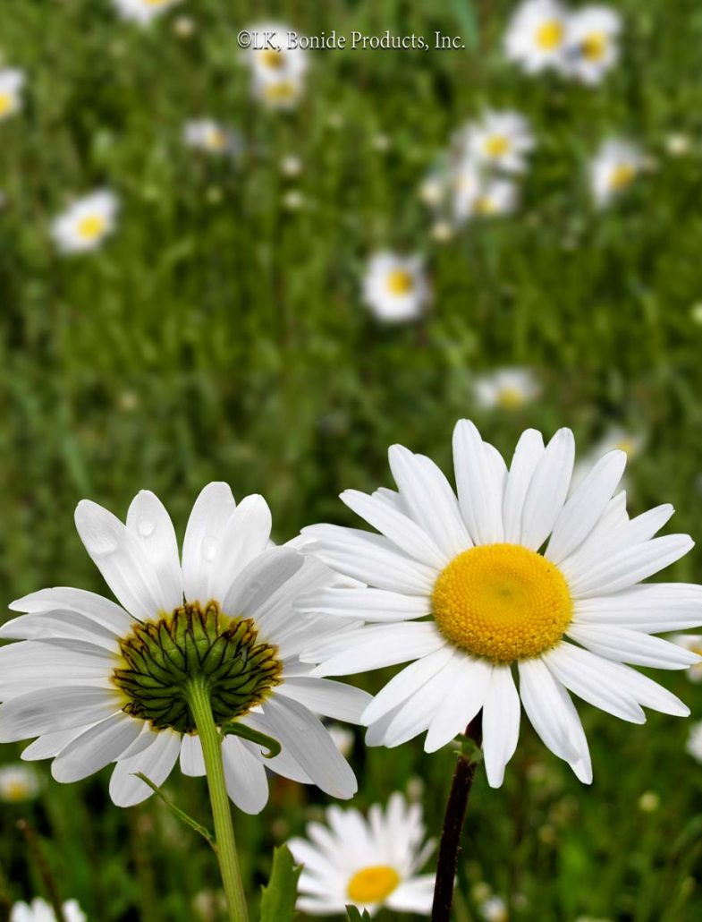 Oxeye Daisy