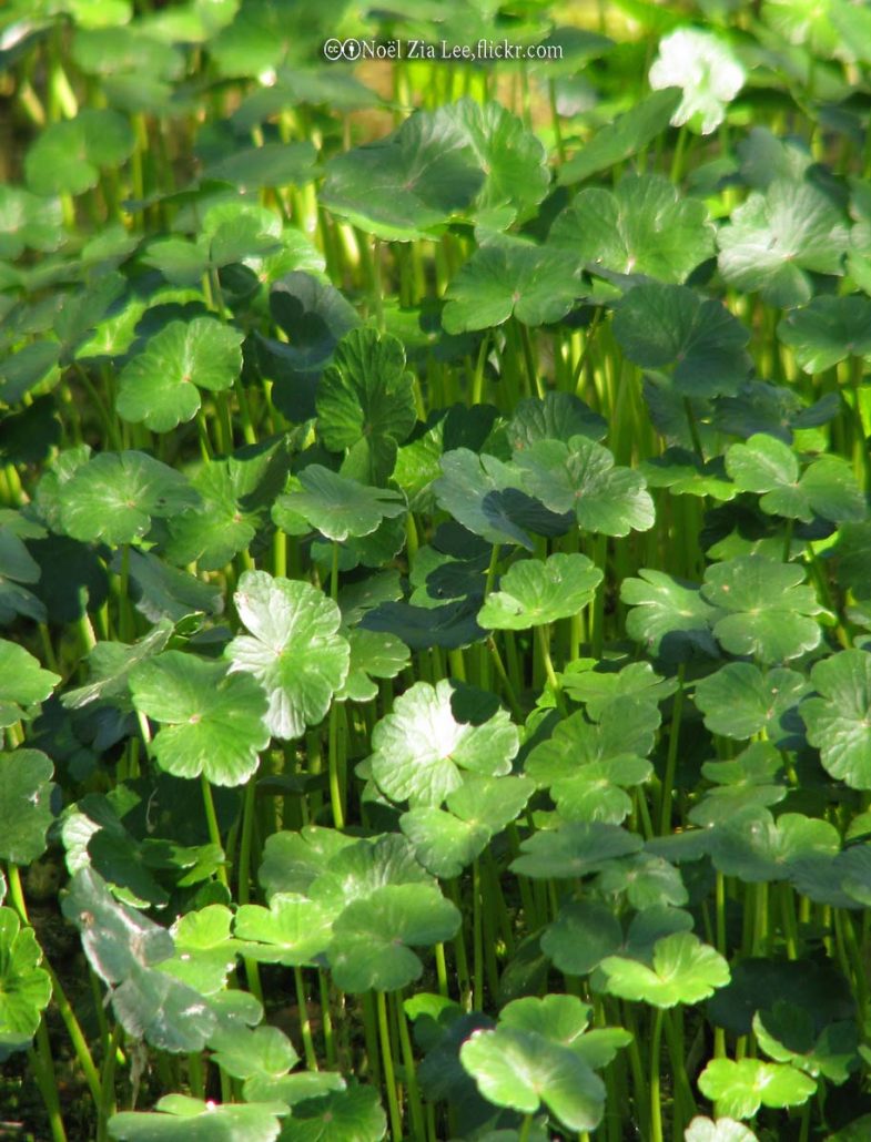Pennywort