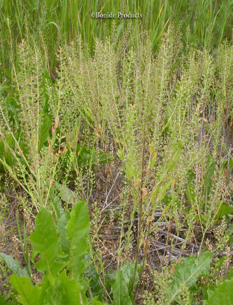 Pepperweed