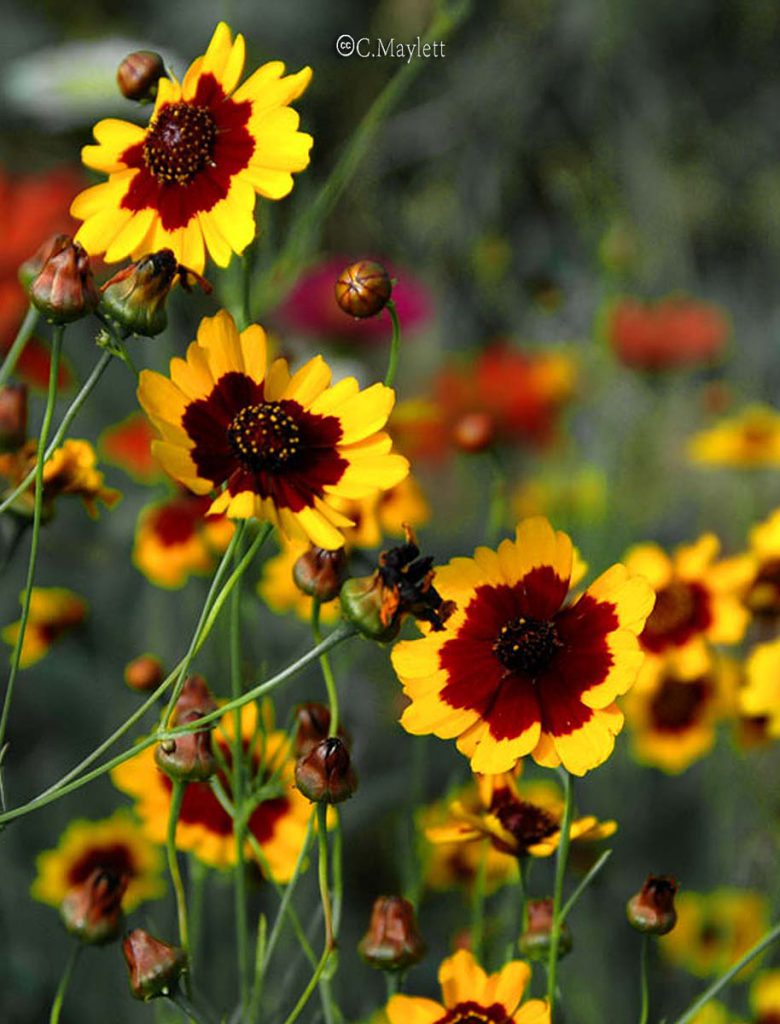 Plains Coreopsis