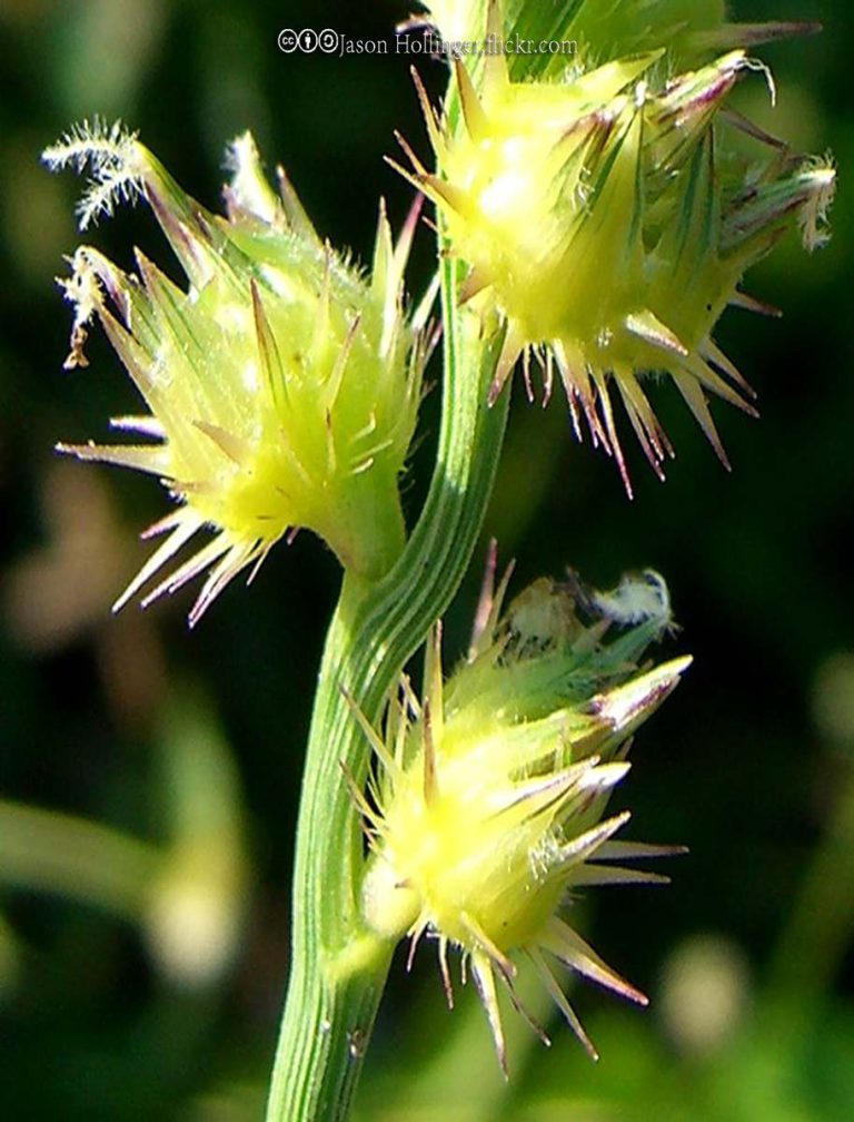 Sandbur