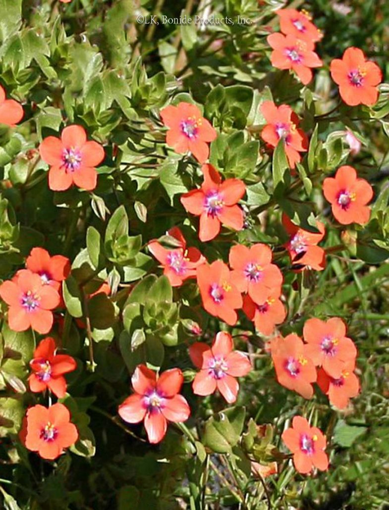 Scarlet Pimpernel