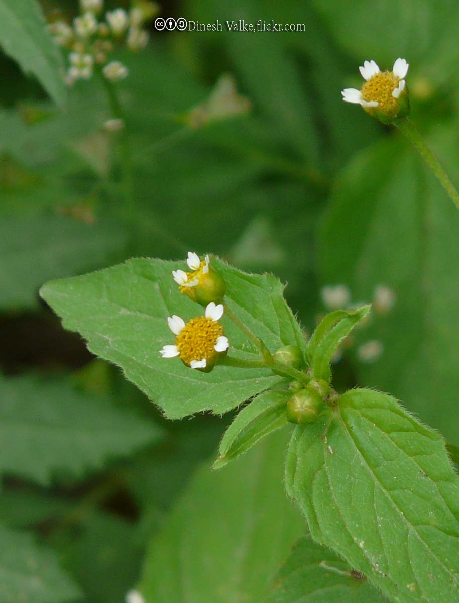 Galinsoga, Smallflower