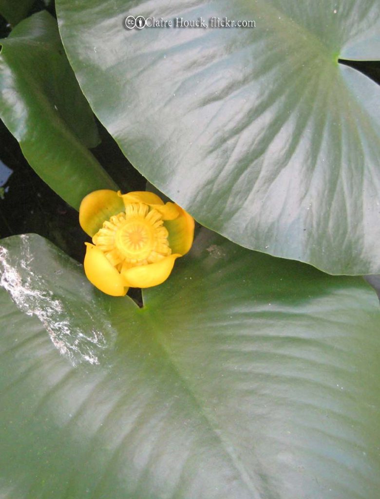 Spatterdock