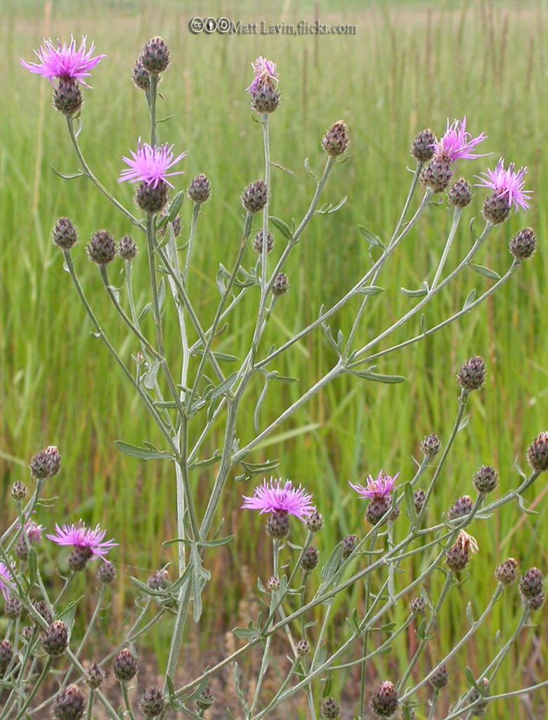 Knapweed, Spotted