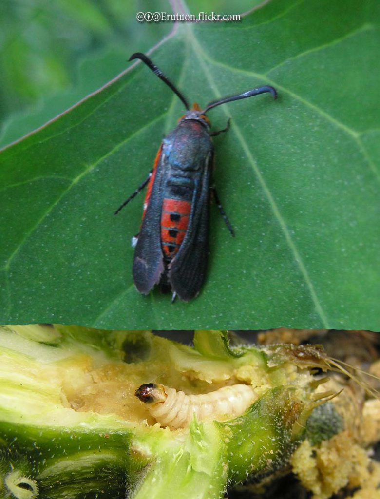 Squash Vine Borers