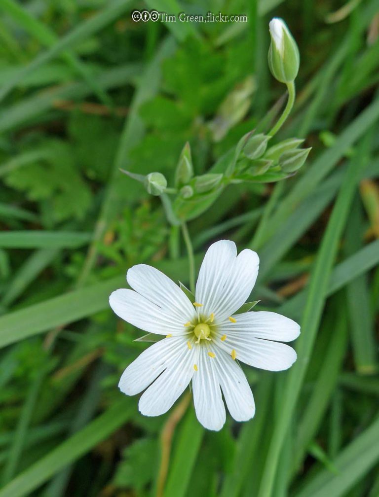 Stitchwort