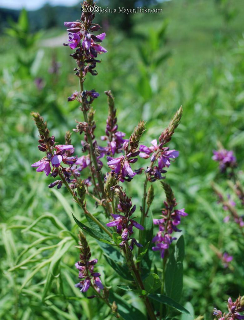Tick Trefoil