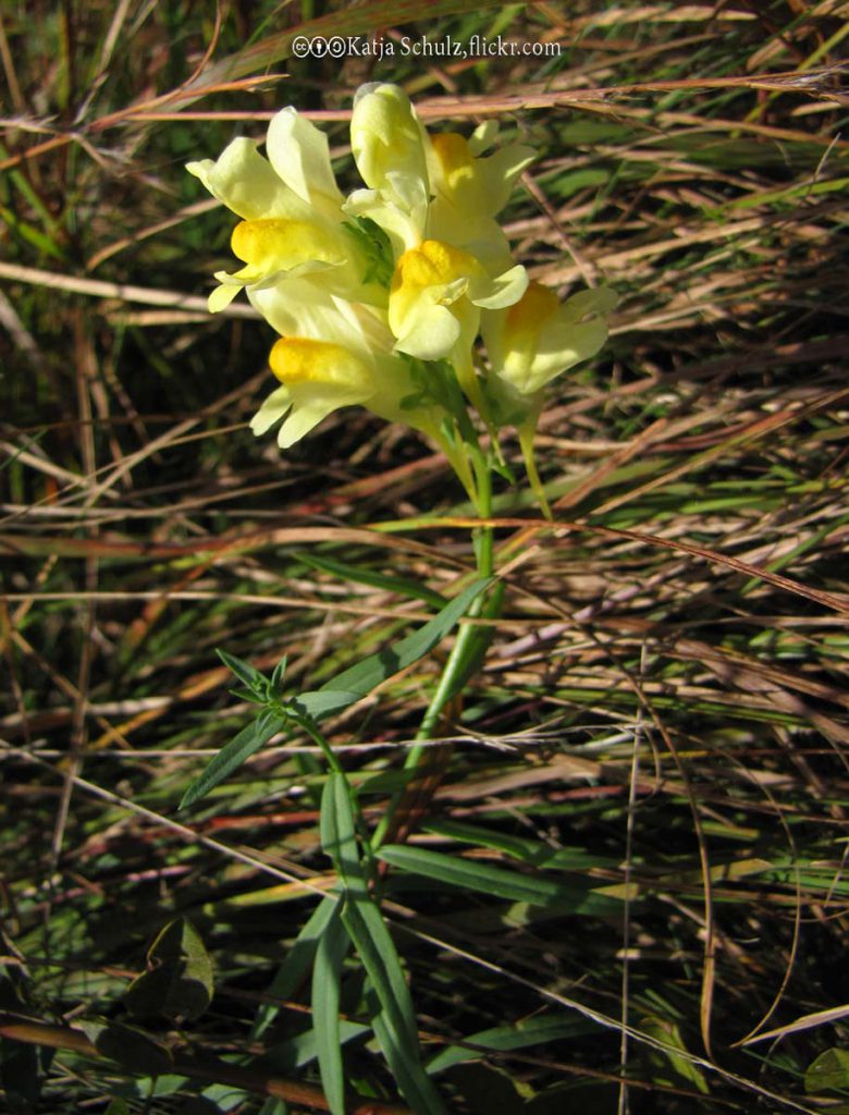 Toadflax