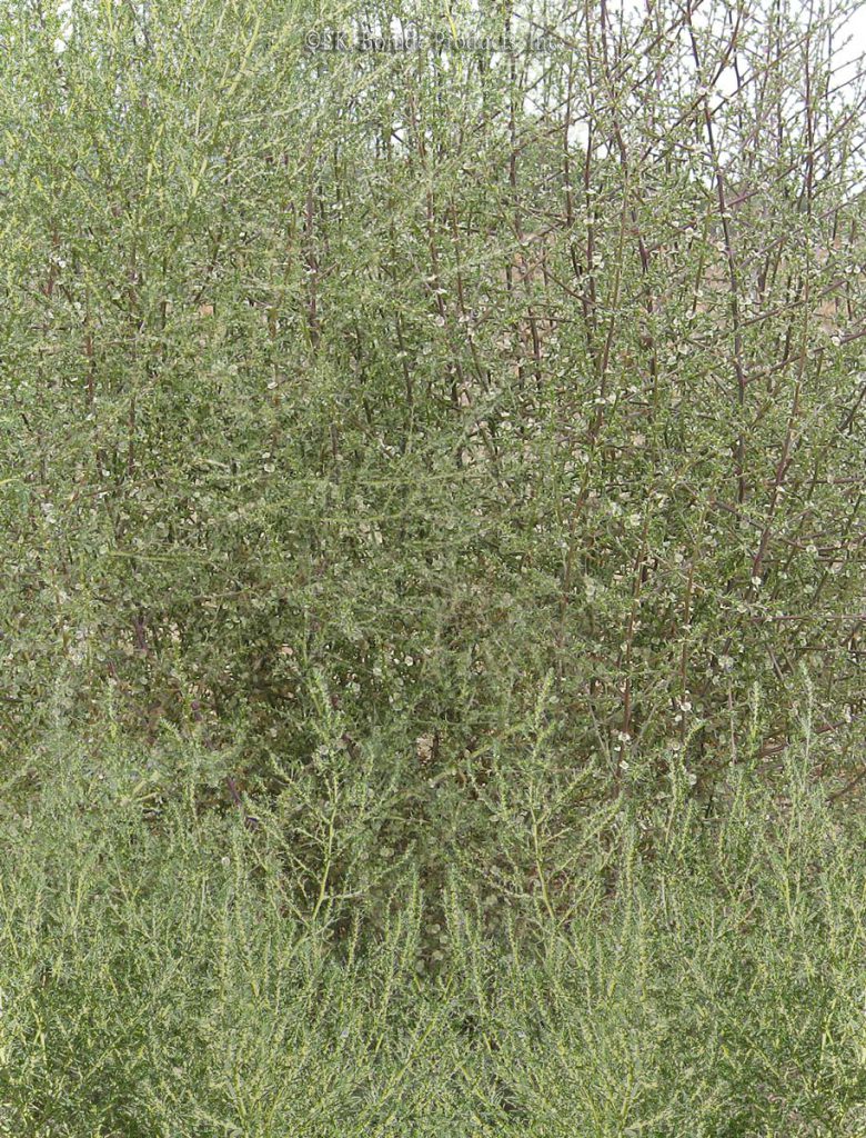 Tumbleweed