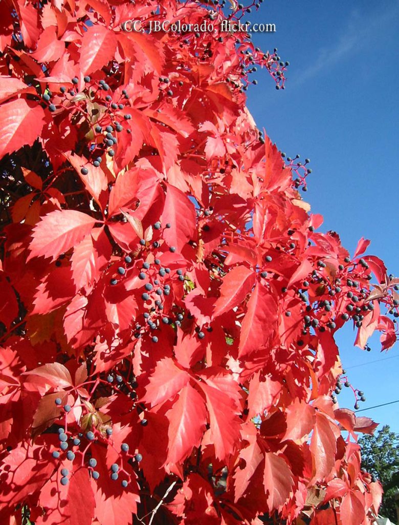Virginia Creeper