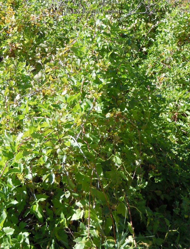 Western Clematis
