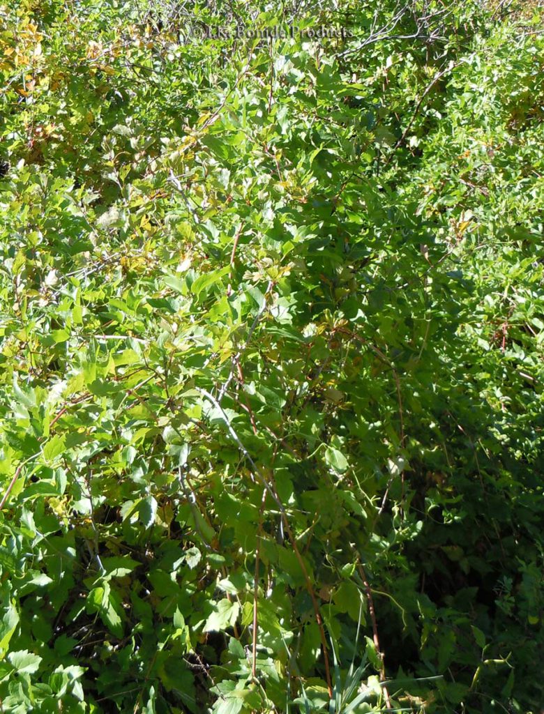 Western Clematis