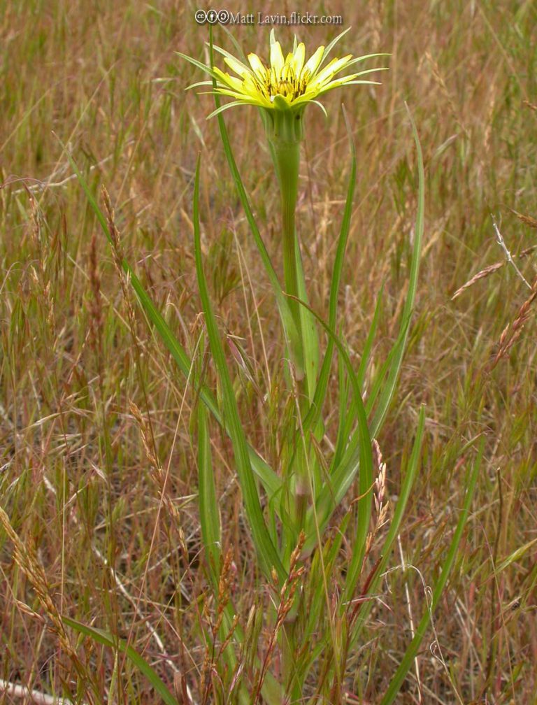 Western Salsify