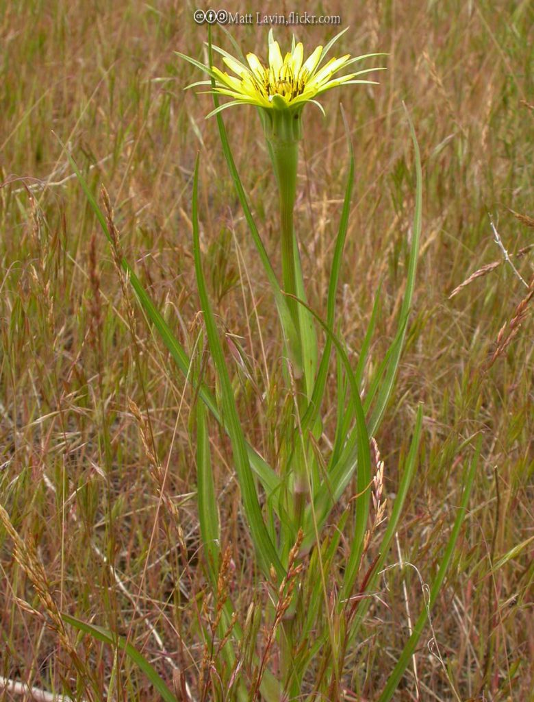 Western Salsify