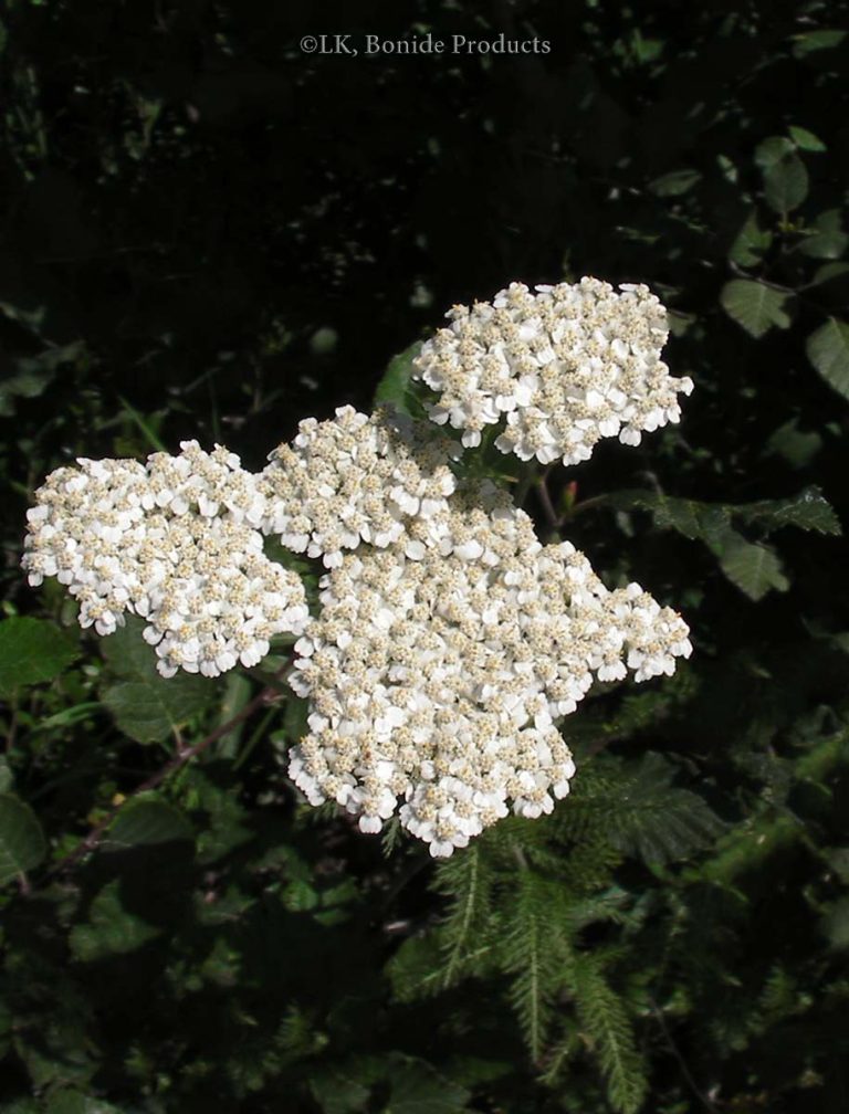 Carrot, Wild