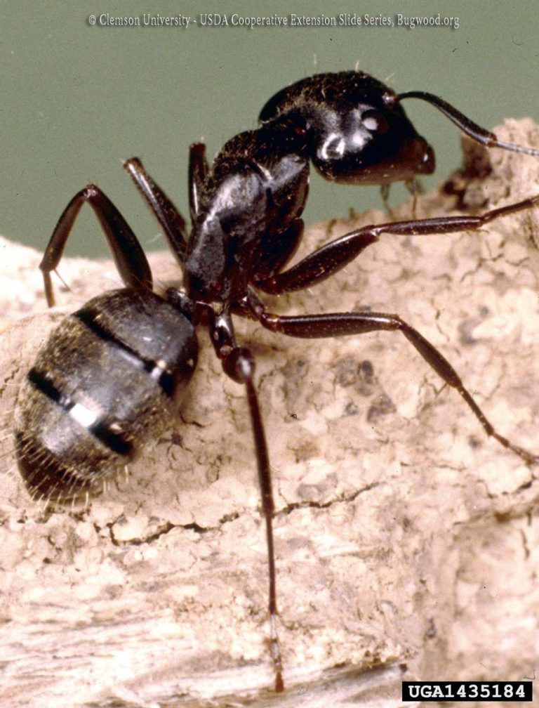 Ants