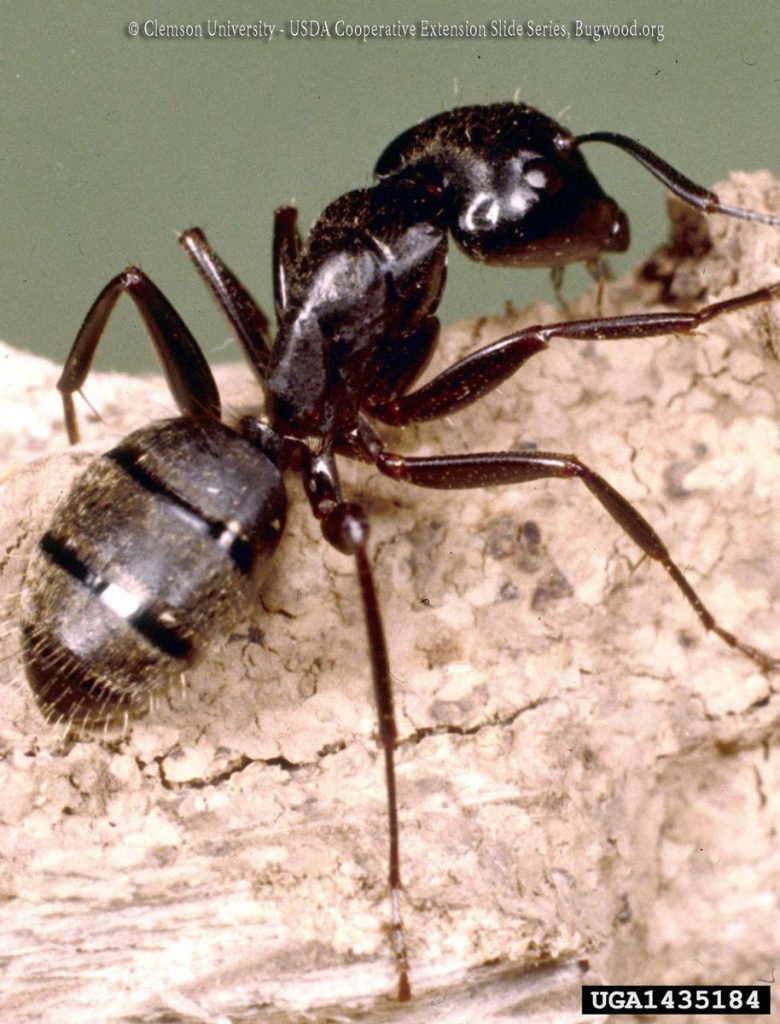 Ants