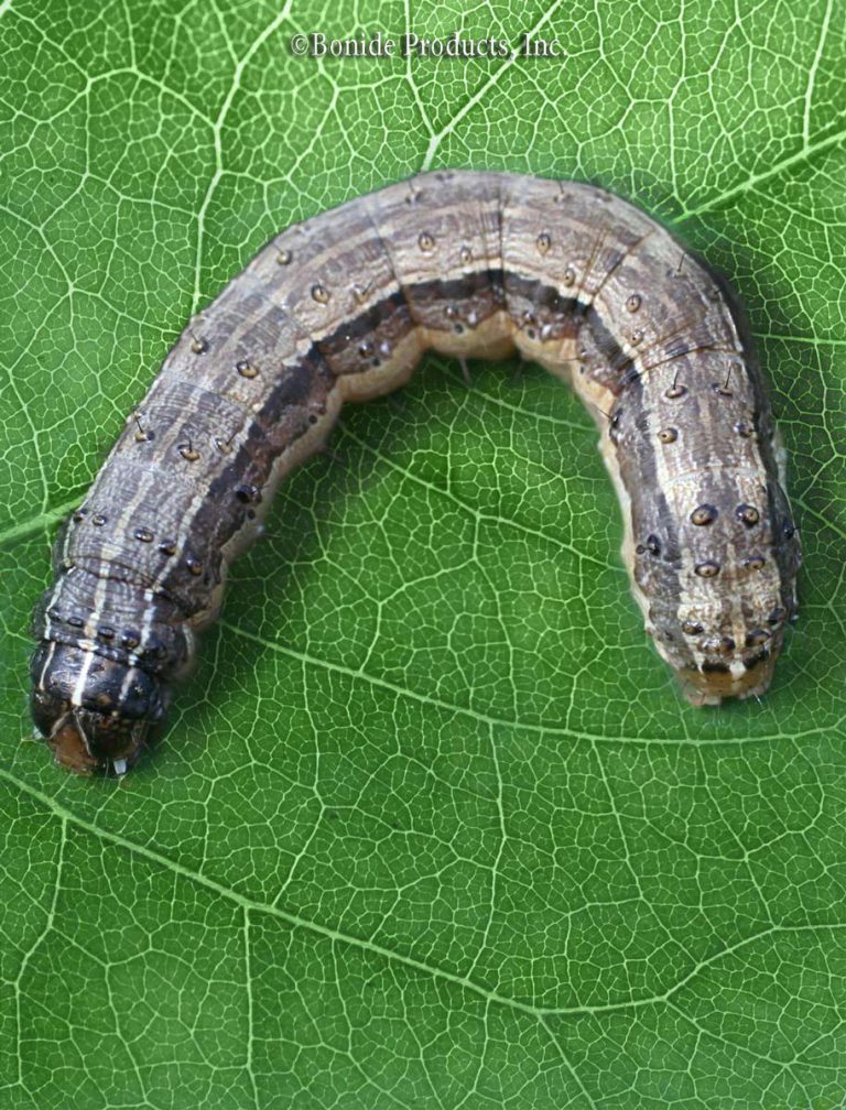 Armyworms