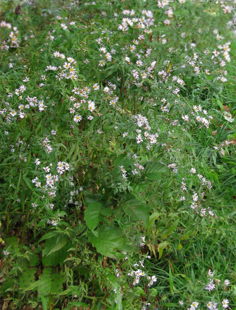 Aster