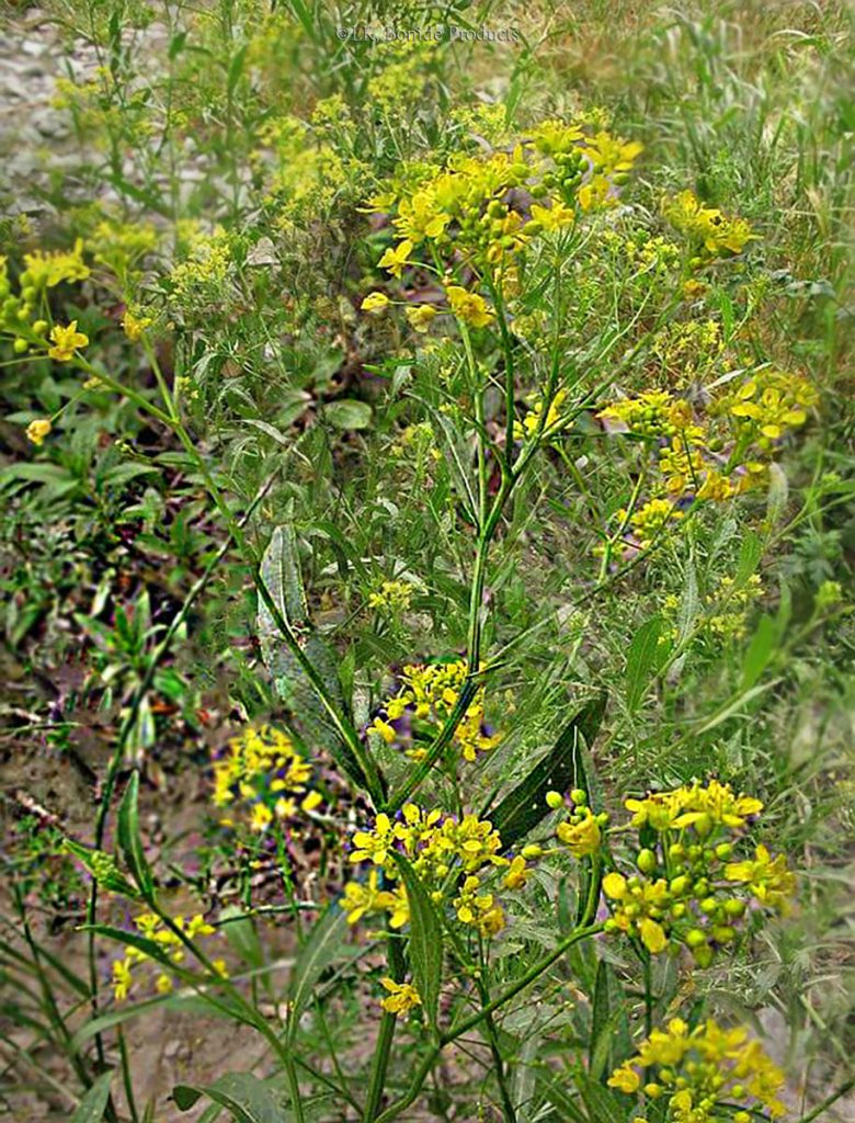 Austrian Fieldcress