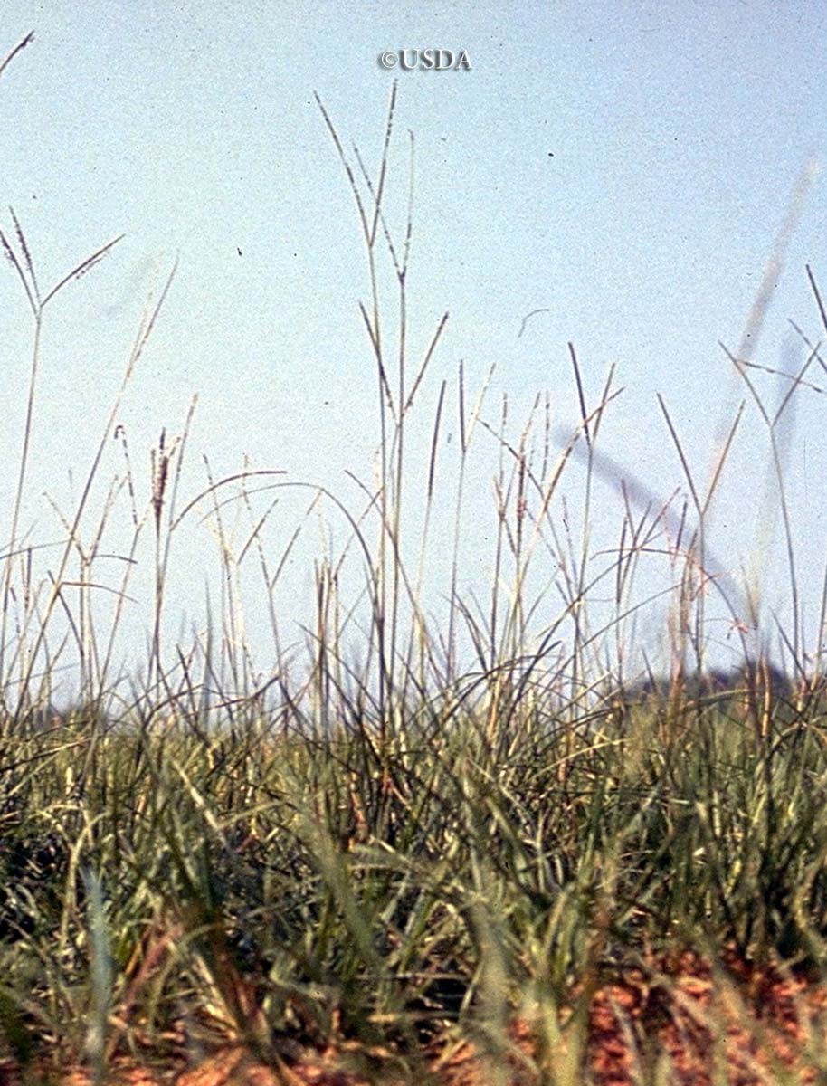 Bahiagrass