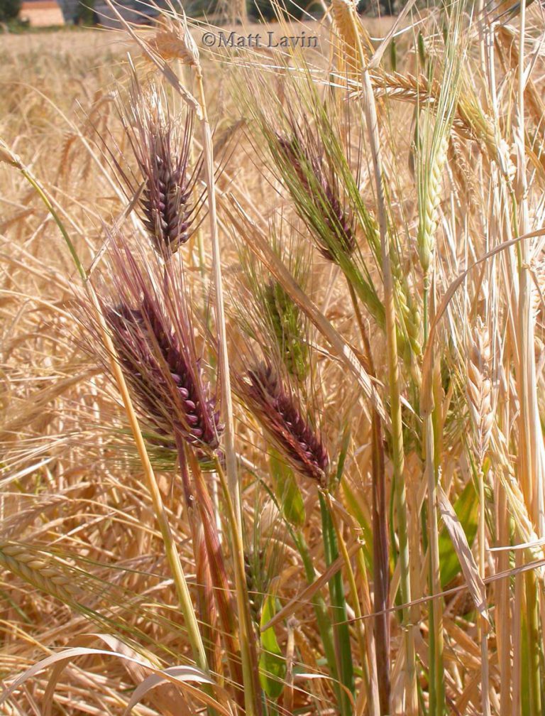 Barley