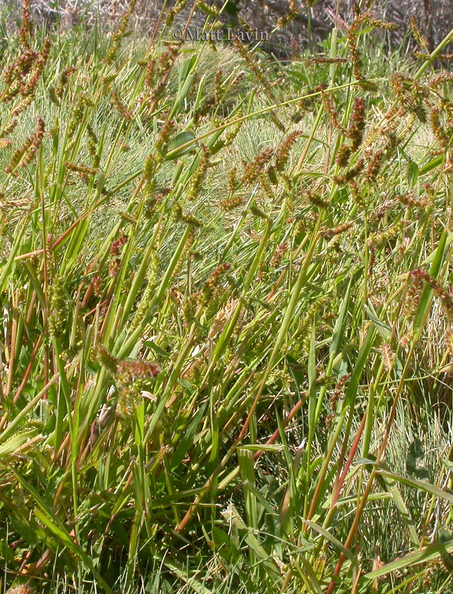 Barnyardgrass