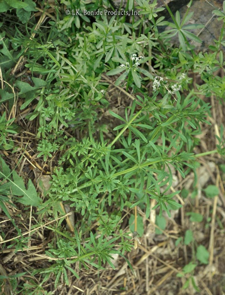Bedstraw
