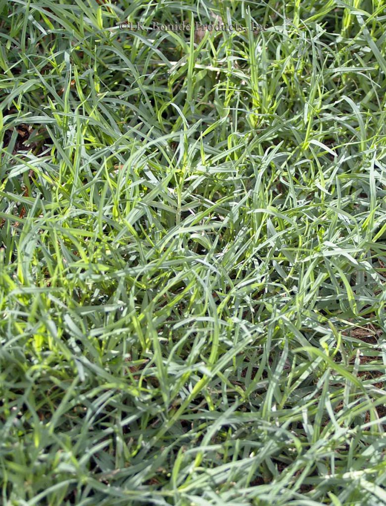 Bermuda Grass