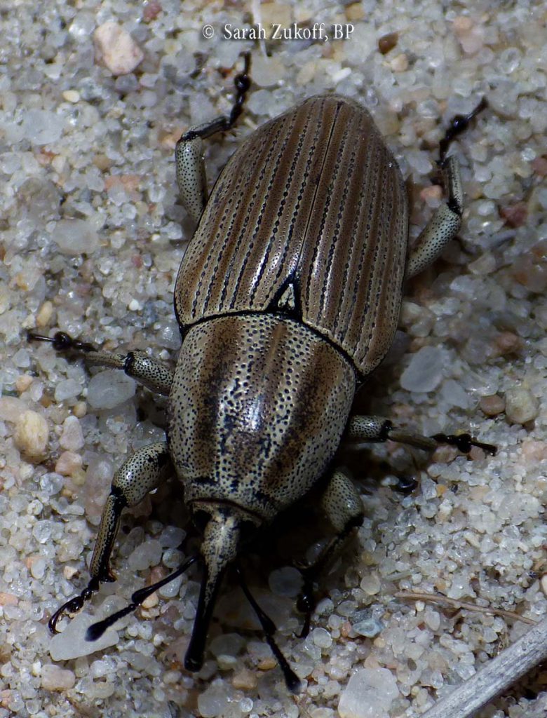 Billbugs
