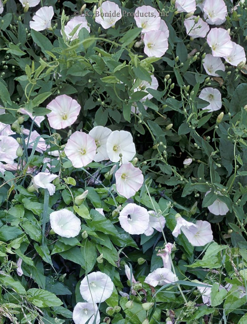 Bindweed